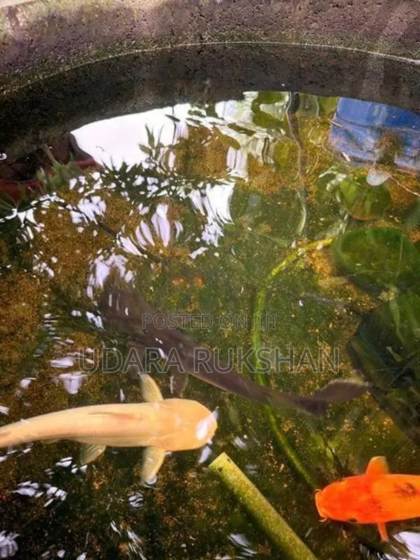 Catfish