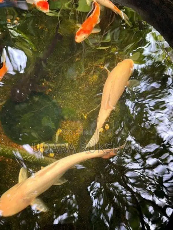 Catfish