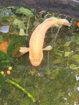 Giant gurami