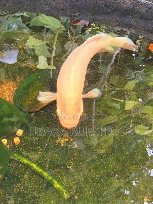 Giant gurami