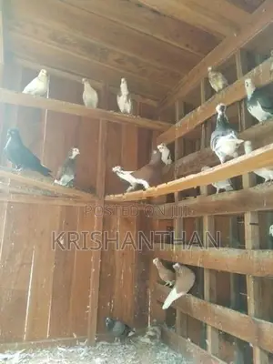 apple kondai pigeons