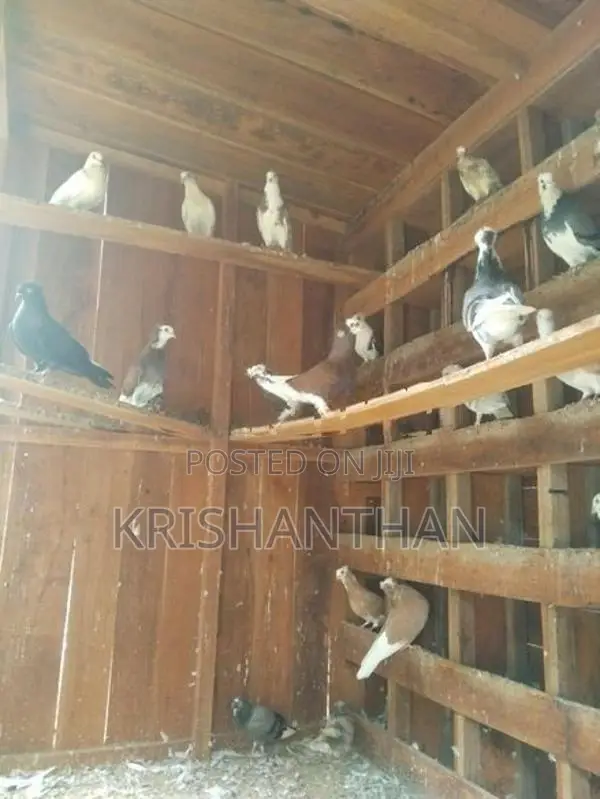 apple kondai pigeons