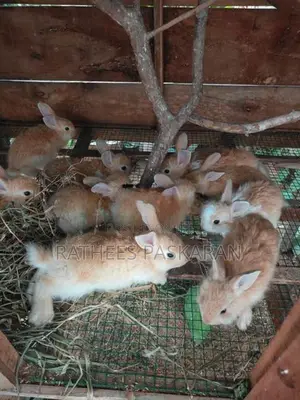 Angora Rabbits