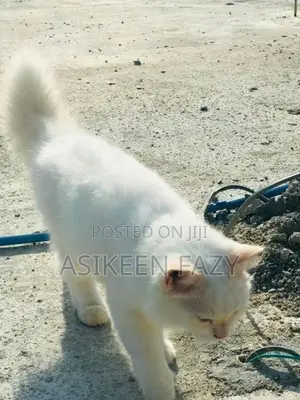 persion cat
