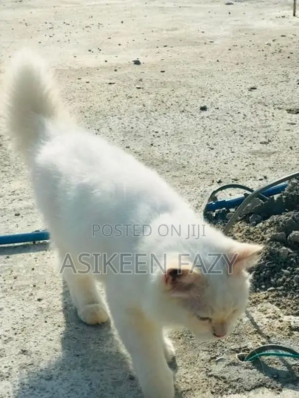 persion cat