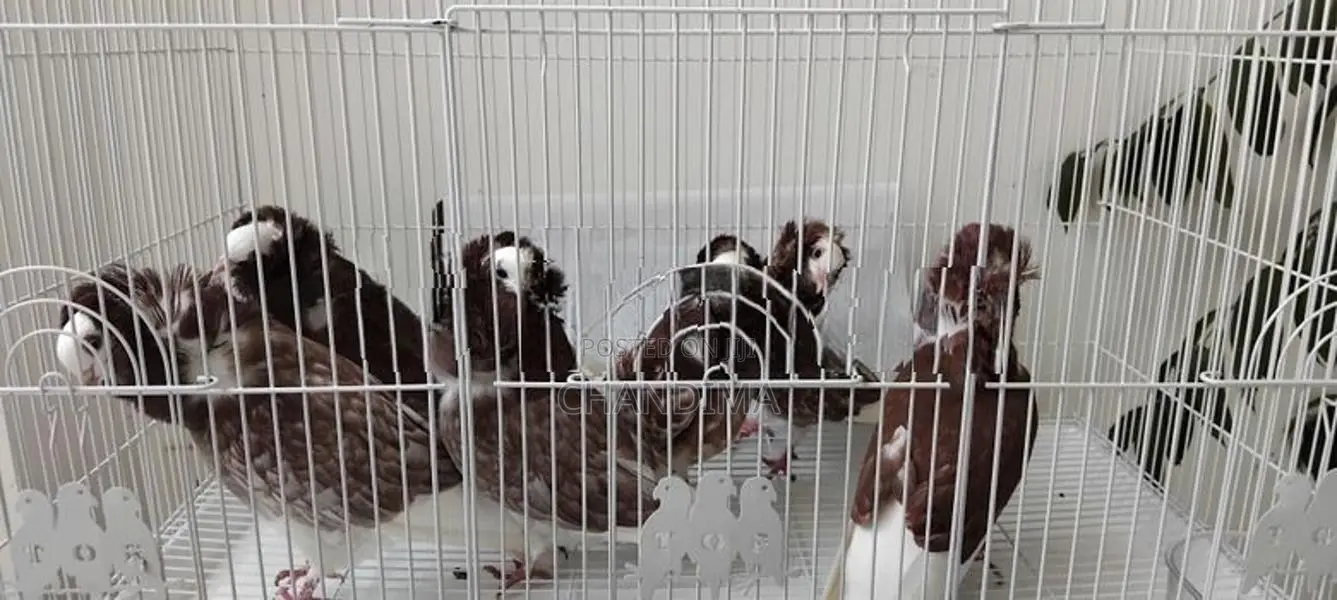 Pigeons