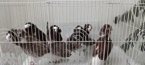 Pigeons