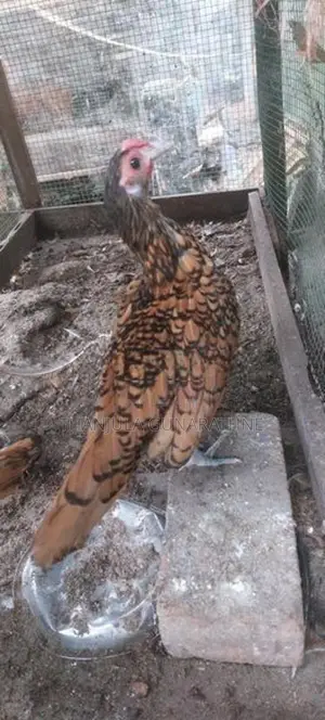 fancy Hens