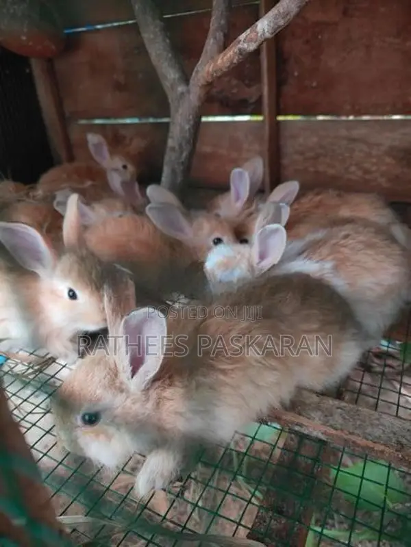 Angora Rabbits