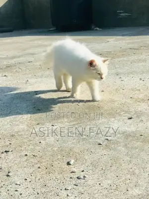 persion cat