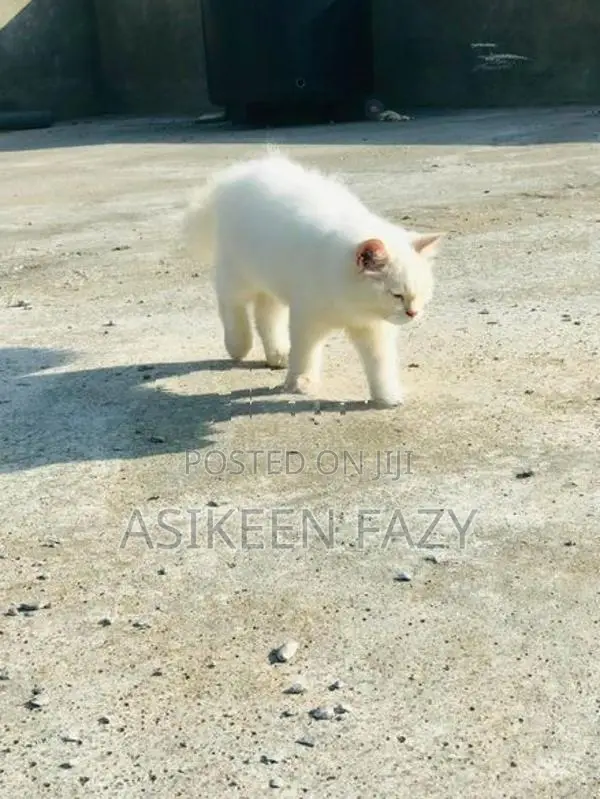 persion cat