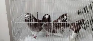 Pigeons