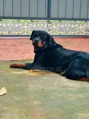 Rottweiler