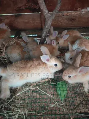 Angora Rabbits