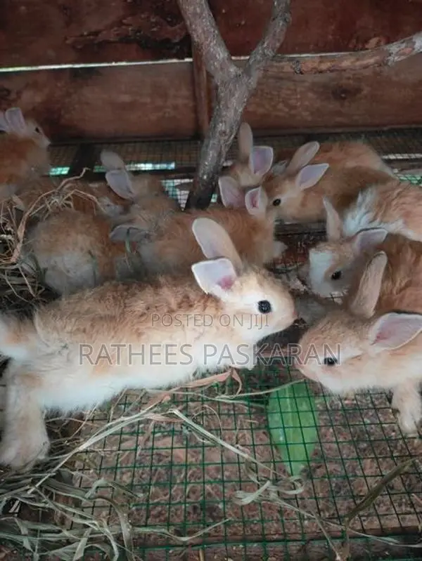 Angora Rabbits