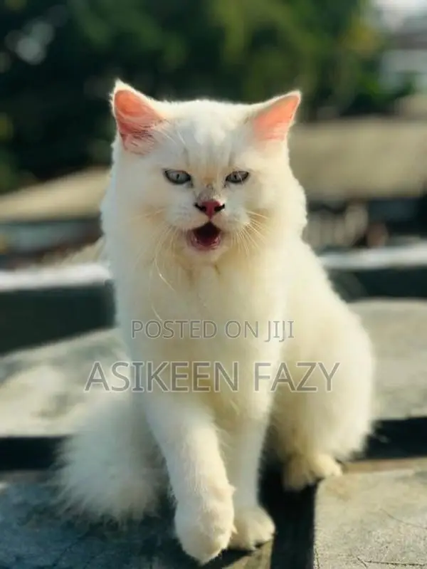 persion cat