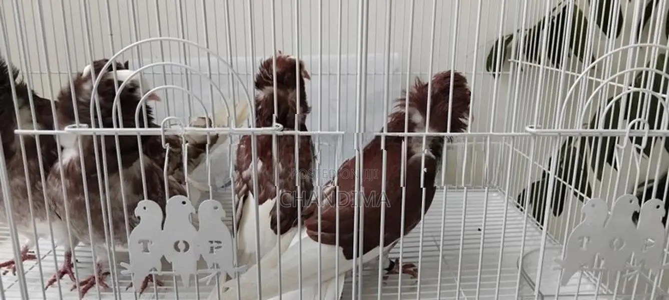 Pigeons