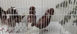 Pigeons