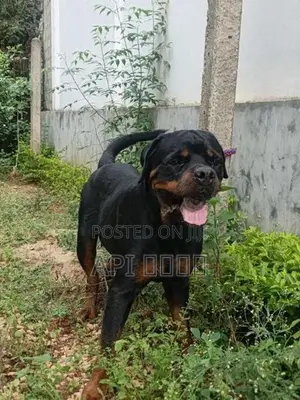 Rottweiler
