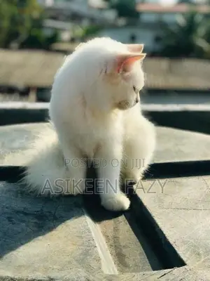 persion cat