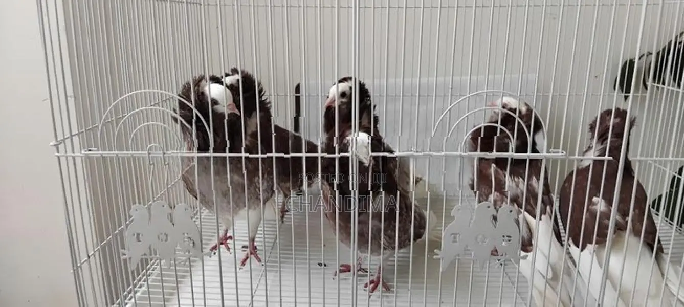 Pigeons
