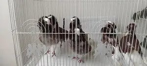 Pigeons