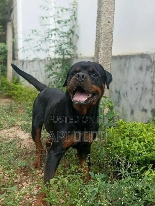 Rottweiler