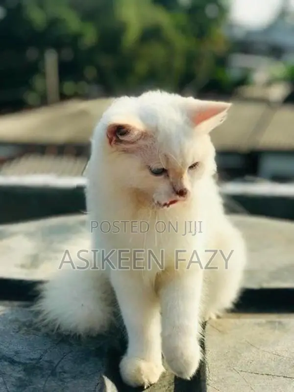 persion cat