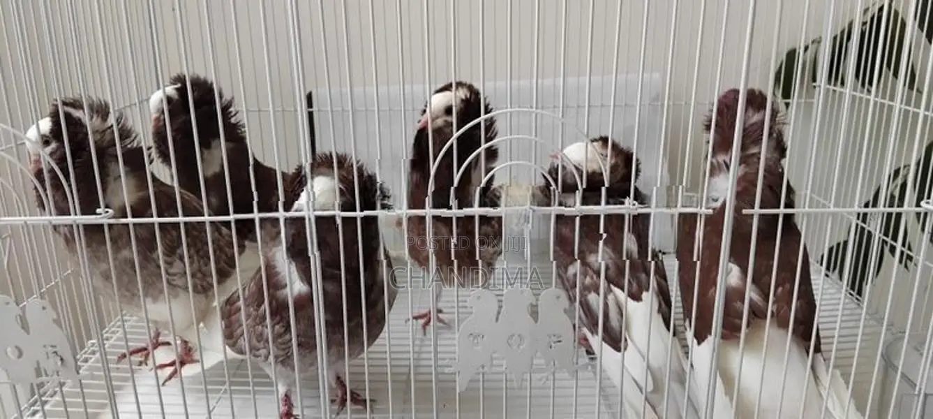 Pigeons