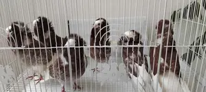 Pigeons