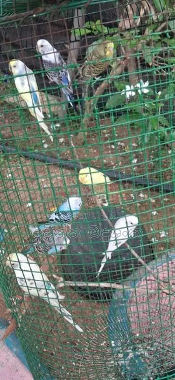 Love Birds