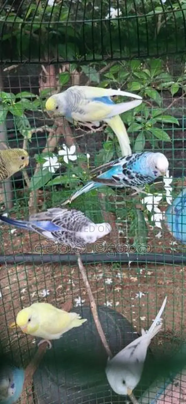 Love Birds