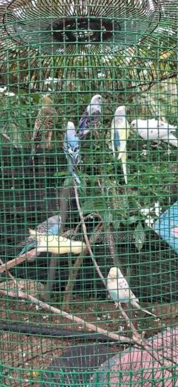 Love Birds