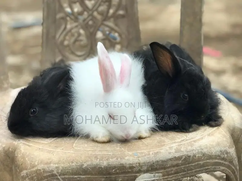Angora Rabbit