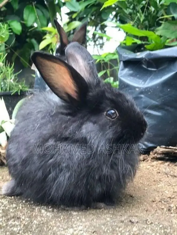 Angora Rabbit