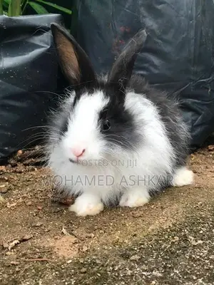 Angora Rabbit