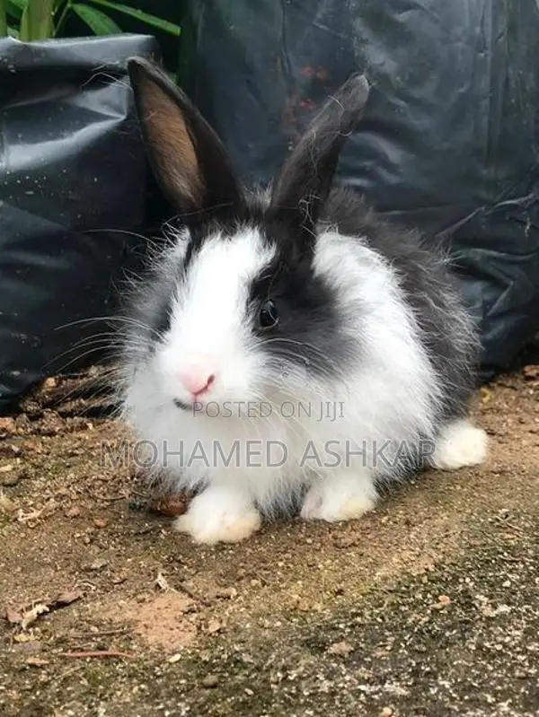 Angora Rabbit