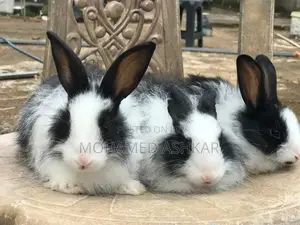 Angora Rabbit