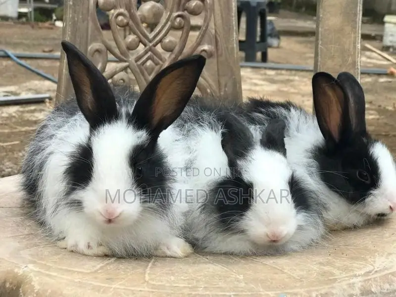 Angora Rabbit