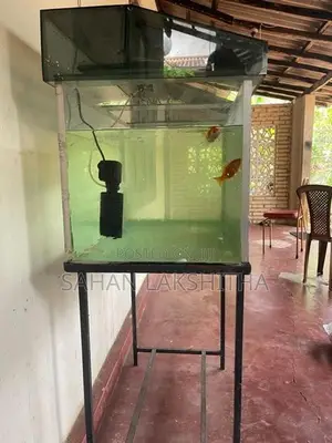Fish Tank
