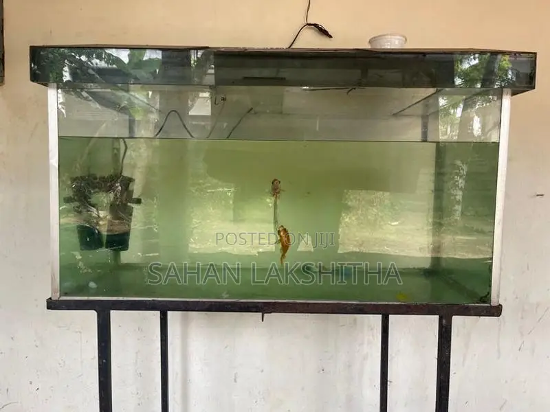 Fish Tank