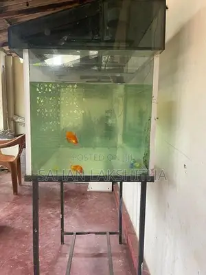 Fish Tank