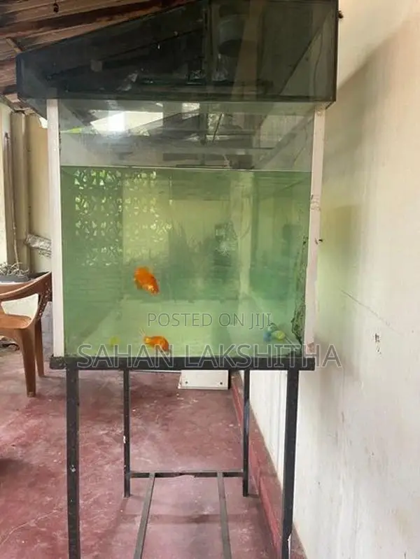 Fish Tank