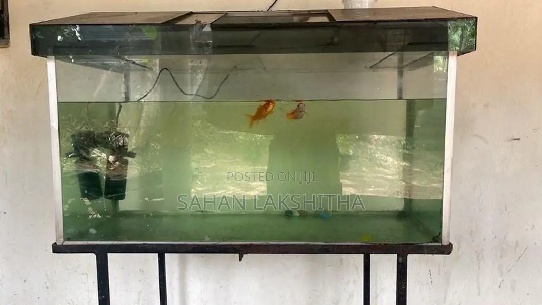 Fish Tank