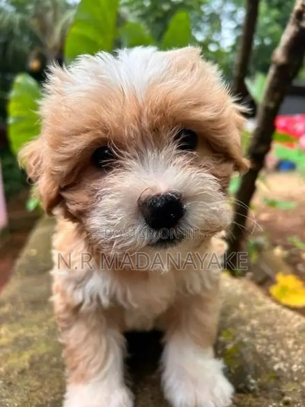 Tibetan Terrier Female Puppy