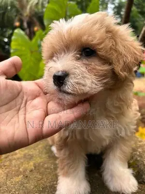 Tibetan Terrier Female Puppy