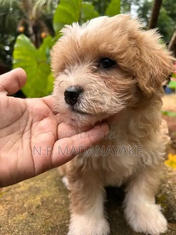 Tibetan Terrier Female Puppy