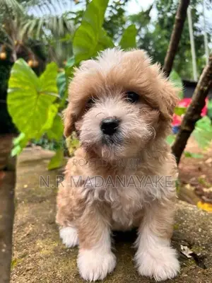 Tibetan Terrier Female Puppy
