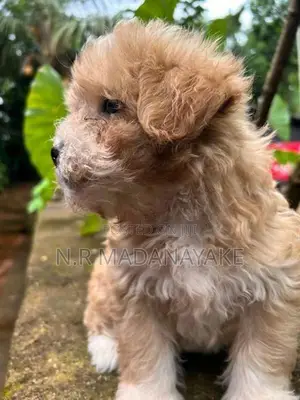 Tibetan Terrier Female Puppy