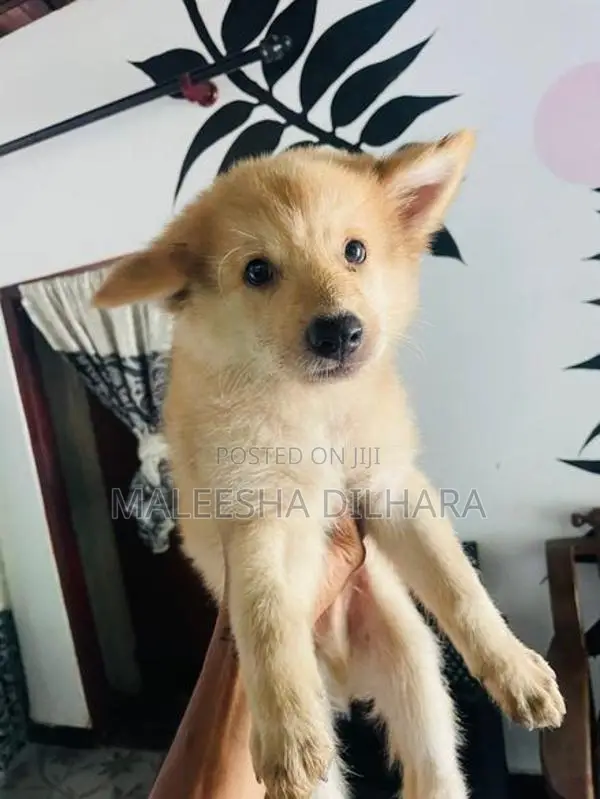 Japanese Spitz Mix puppies